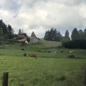 Photographie d'un champ avec des chevaux Franches-Montagnes et des vaches Holsteiner